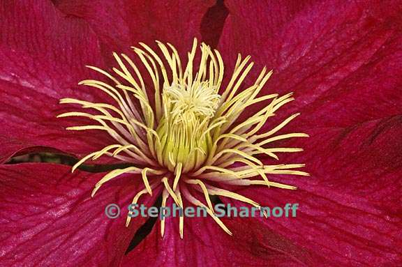 clematis 1 graphic
